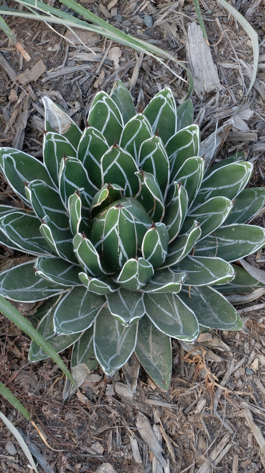Image of Agave victoriae-reginae 'Bustamante'|Juniper Level Botanic Gdn, NC|JLBG
