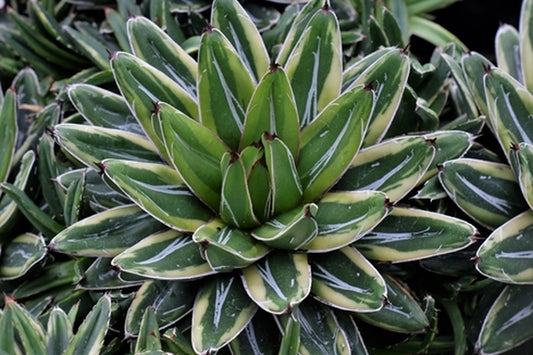 Image of Agave victoriae-reginae 'Sasanoyuki Shiro Fukurin'|Juniper Level Botanic Gdn, NC|JLBG