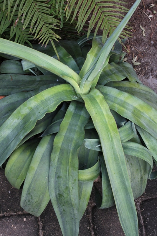 Image of Agave weberi 'Purple Heart'||