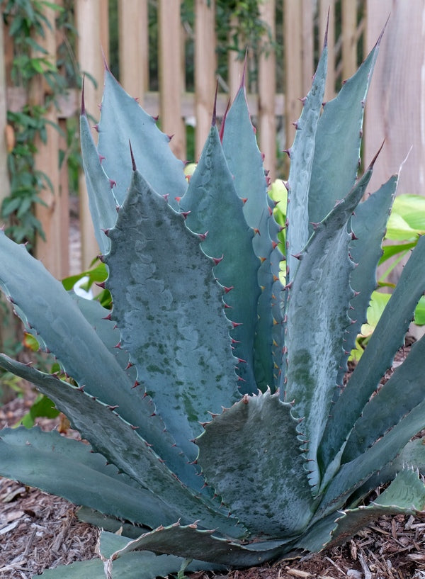 Image of Agave wocomahi 'Basaseachic'||