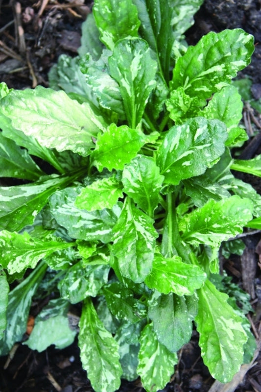 Image of Ajuga x bastarda 'Sparkler' PP21,295|Juniper Level Botanic Gdn, NC|JLBG
