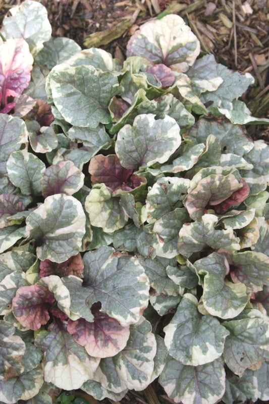 Image of Ajuga reptans 'Binparcol' PP 20,293|Walters Gardens, MI|