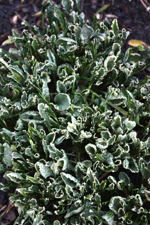 Image of Ajuga reptans 'Planet Zork'||