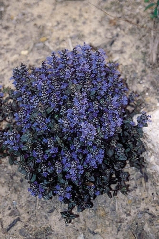 Image of Ajuga tenorei 'Valfredda'taken at Juniper Level Botanic Gdn, NC by JLBG