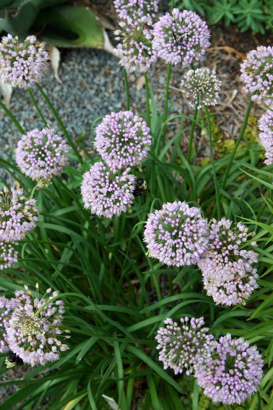 Image of Allium 'Pink Planet'taken at Juniper Level Botanic Gdn, NC by JLBG