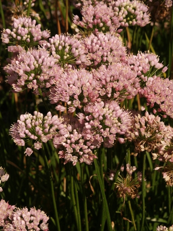 Image of Allium 'Sugar Melt'|Juniper Level Botanic Gdn, NC|JLBG
