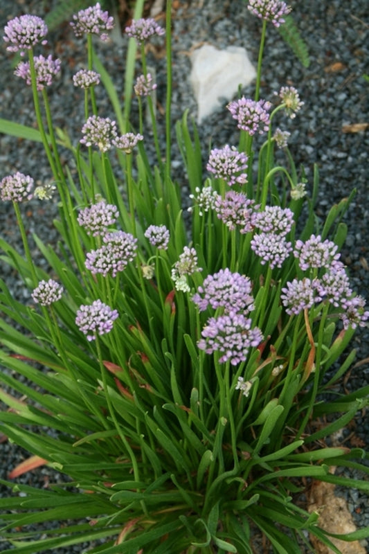 Image of Allium 'Sugar Melt'|Juniper Level Botanic Gdn, NC|JLBG