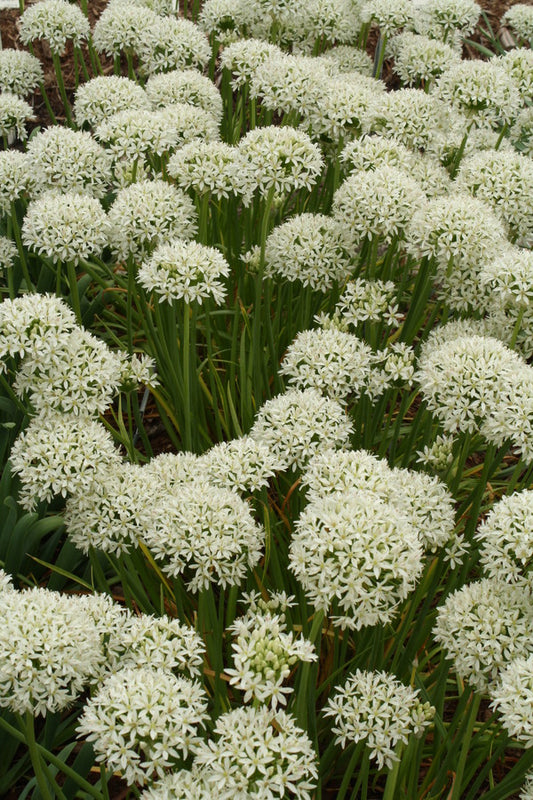 Image of Allium canadense 'White Flag'||