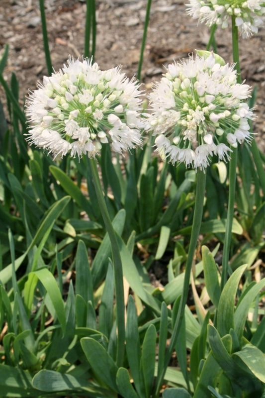 Image of Allium nutans 'Pam Harper'|Juniper Level Botanic Gdn, NC|JLBG