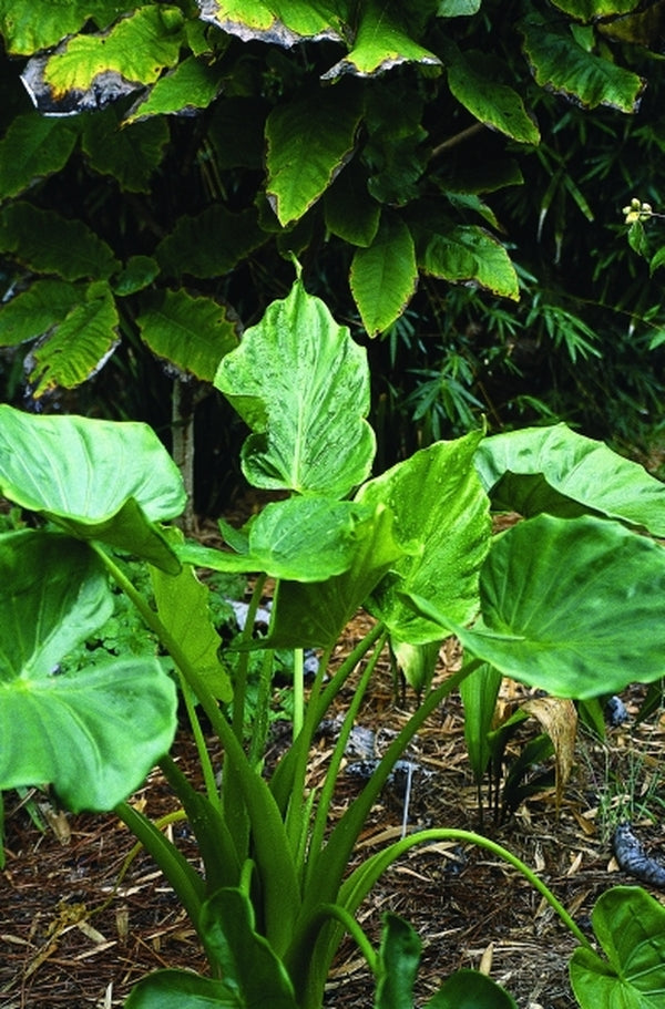 Image of Alocasia cucullata|Juniper Level Botanic Gdn, NC|JLBG