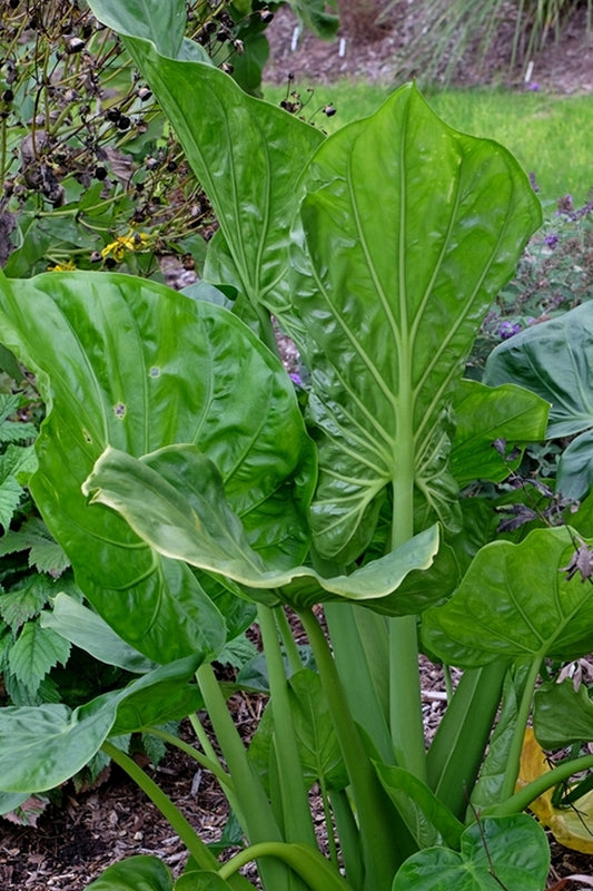 Image of Alocasia cucullata||