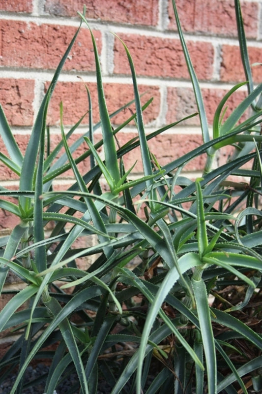 Image of Aloe tenuior||