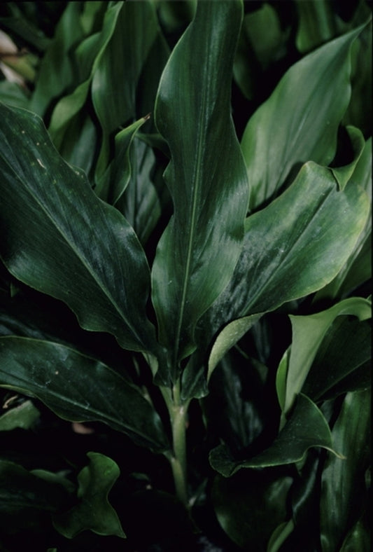 Image of Alpinia japonica|Juniper Level Botanic Gdn, NC|JLBG