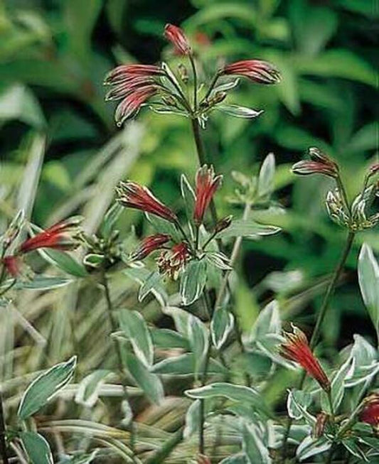 Image of Alstroemeria psittacina 'Variegata'|Juniper Level Botanic Gdn, NC|JLBG
