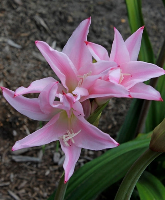 Image of Amarcrinum 'Fred Howard'