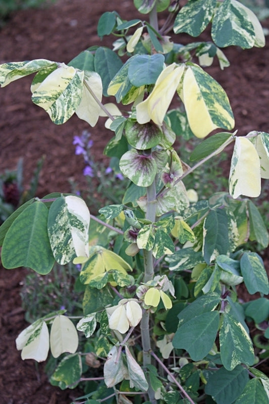 Image of Amicia zygomeris 'John's Big Splash'|Juniper Level Botanic Gdn, NC|JLBG