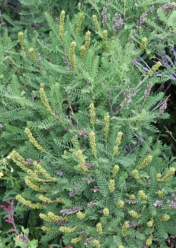 Image of Amorpha nana|Denver Botanic Gdn, CO|