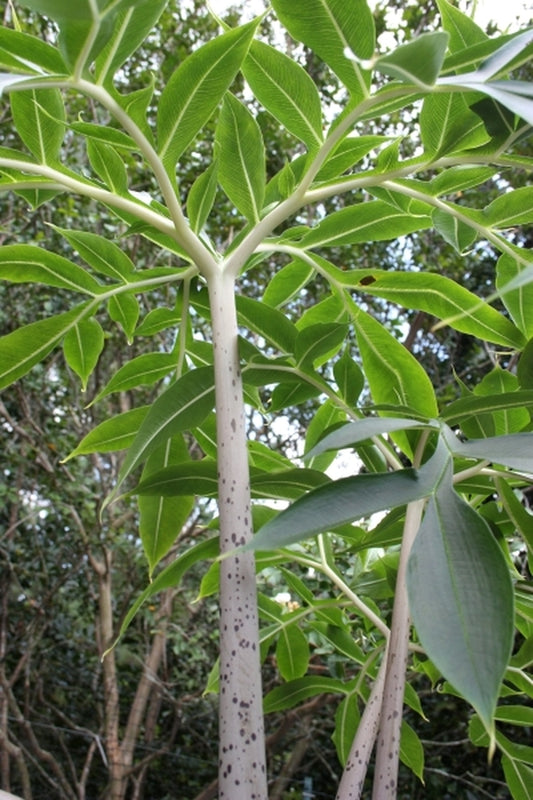 Image of Amorphophallus asterostigmatus 'Spotula'||