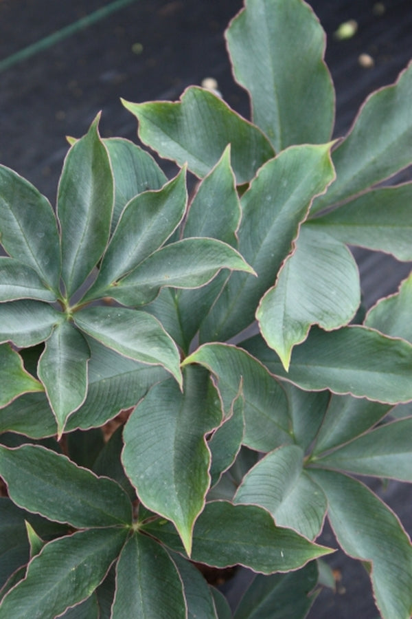 Image of Amorphophallus atroviridis 'Pewterware'|Juniper Level Botanic Gdn, NC|JLBG