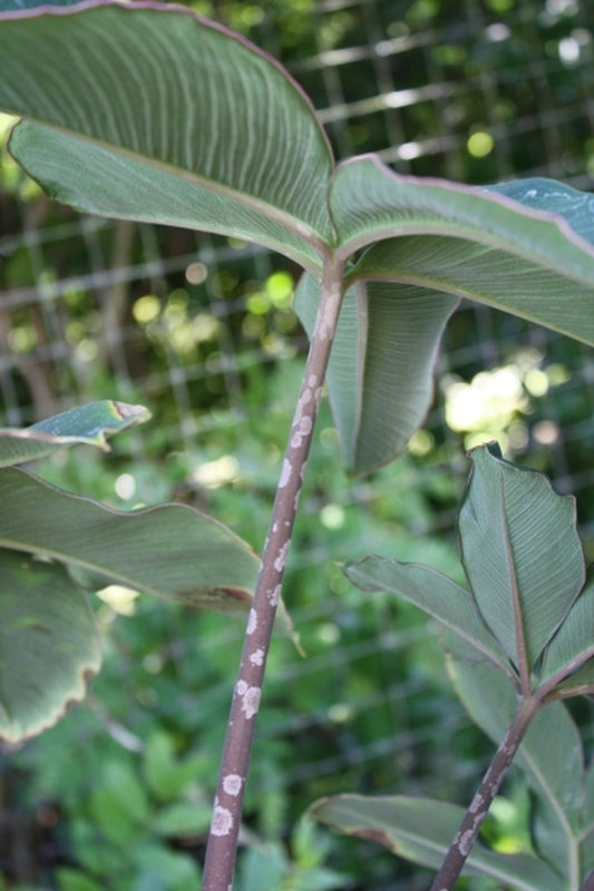 Image of Amorphophallus atroviridis 'Thai Hot Spot'||