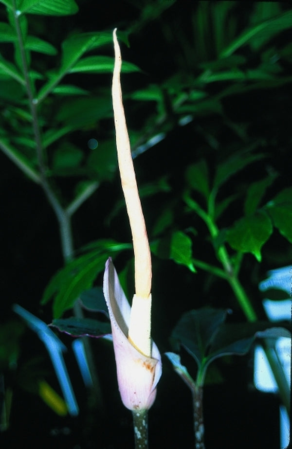 Image of Amorphophallus atroviridis|Atlanta Botanical Gdn, GA|