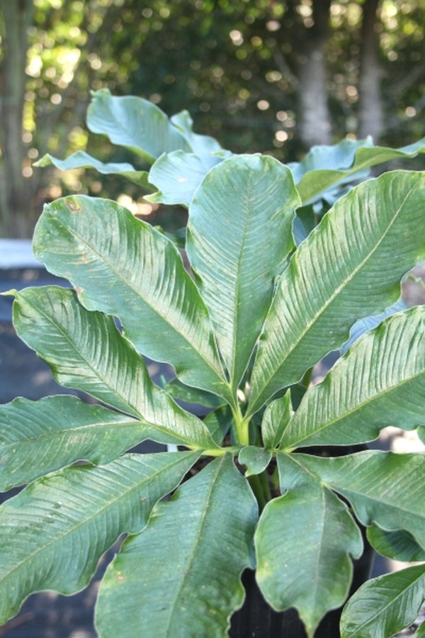 Image of Amorphophallus brevispathus|Juniper Level Botanic Gdn, NC|JLBG