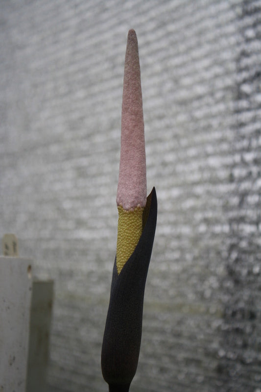 Image of Amorphophallus brevispathus|A. Galloway Gdn, NC|A. Galloway