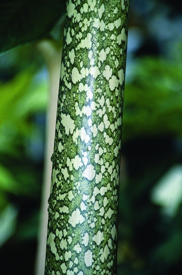 amorphophallus snake plant Amorphophallus bulbifer Patches