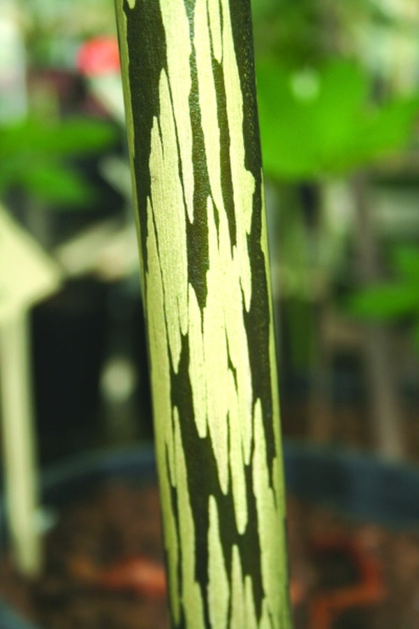 Image of Amorphophallus bulbifer 'Racing Stripes'|Juniper Level Botanic Gdn, NC|JLBG