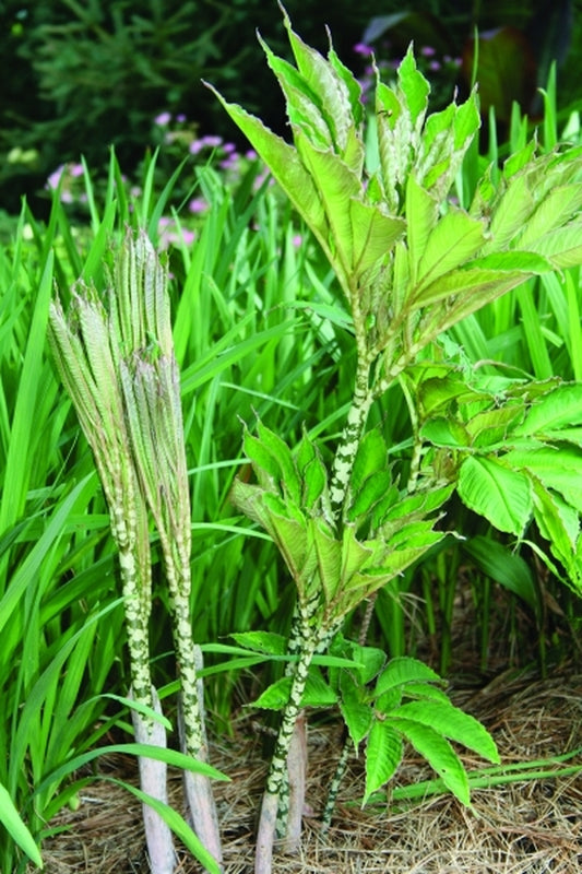 Image of Amorphophallus bulbifer 'Stemulation'|Juniper Level Botanic Gdn, NC|JLBG