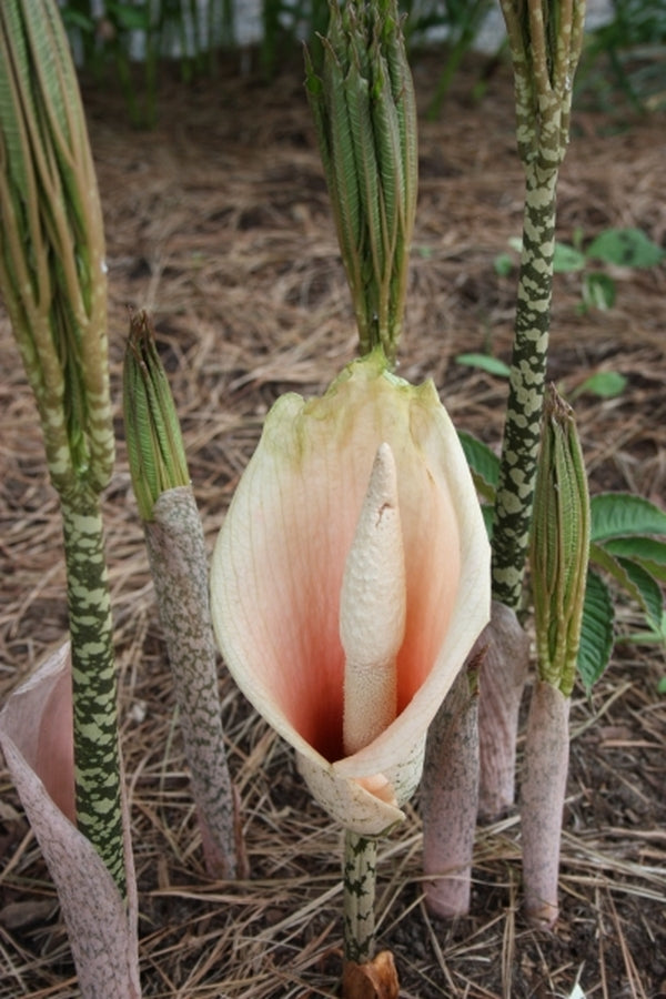 Image of Amorphophallus bulbifer 'Stemulation'|Juniper Level Botanic Gdn, NC|JLBG
