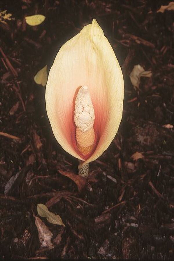 Image of Amorphophallus bulbifer|Juniper Level Botanic Gdn, NC|JLBG