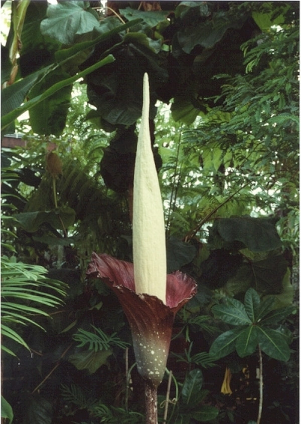 Image of Amorphophallus decus-silvae|Holland|W. Hetterscheid