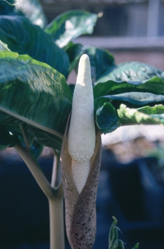 Image of Amorphophallus excentricus PDN #1|Juniper Level Botanic Gdn, NC|JLBG