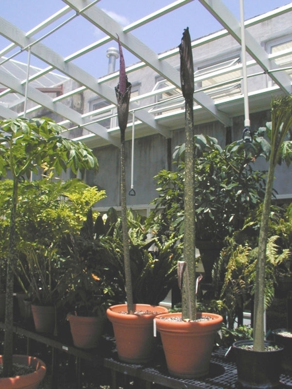 Image of Amorphophallus gigas|Fairchild Gdns, FL|S. Kores