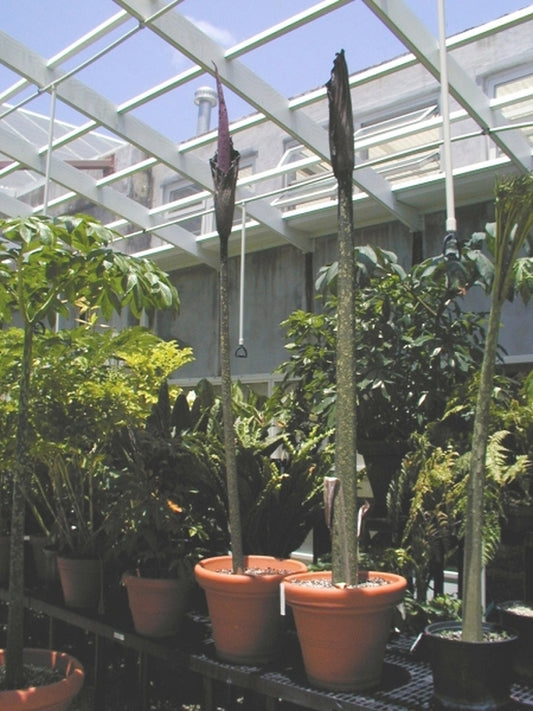 Image of Amorphophallus gigas|Fairchild Gdns, FL|S. Kores
