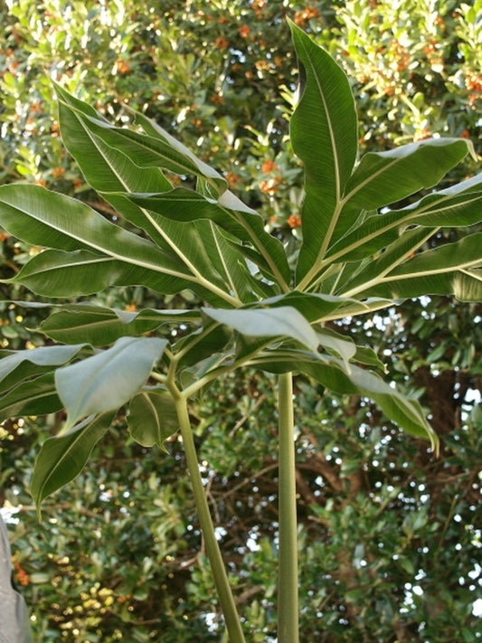 Image of Amorphophallus haematospadix|Juniper Level Botanic Gdn, NC|JLBG