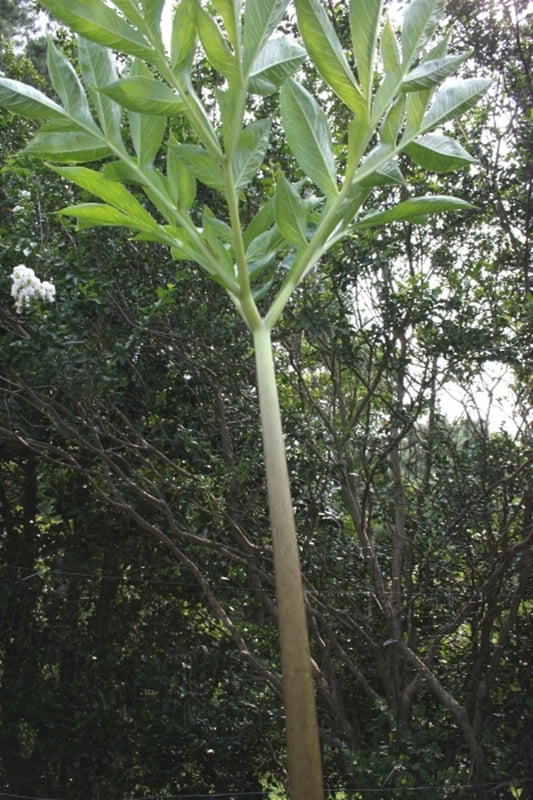Image of Amorphophallus impressus||
