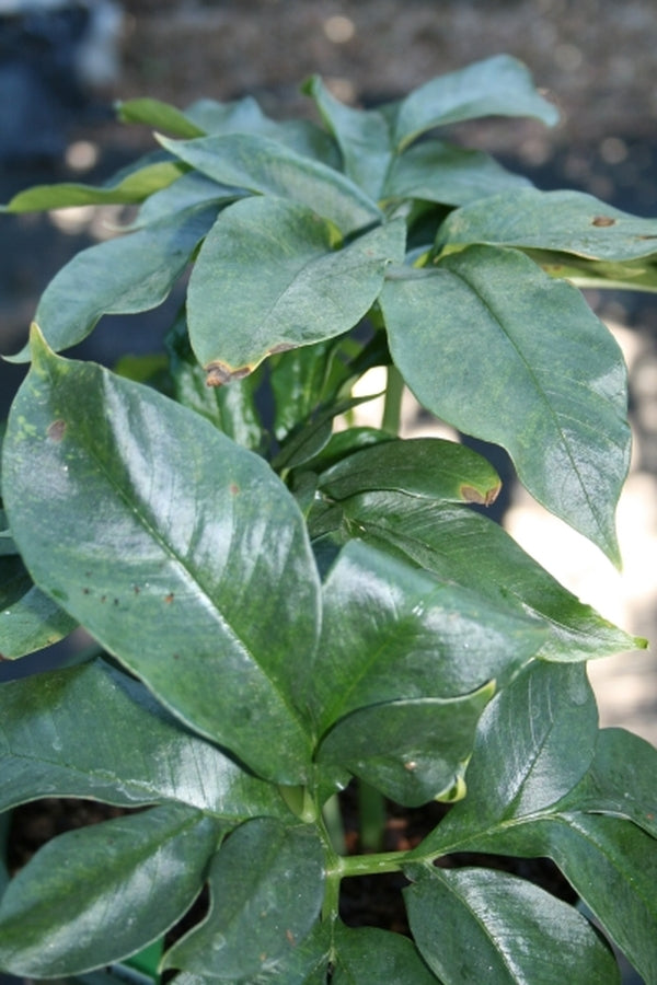 Image of Amorphophallus interruptus PDN #1taken at Juniper Level Botanic Gdn, NC by JLBG