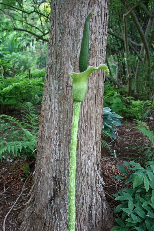 Image of Amorphophallus kiusianus 'Mr. Green Genes'