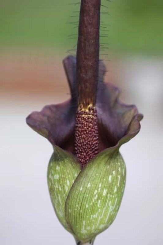 Image of Amorphophallus laoticus AGA-2301-01|A. Galloway Gdn, NC|A. Galloway