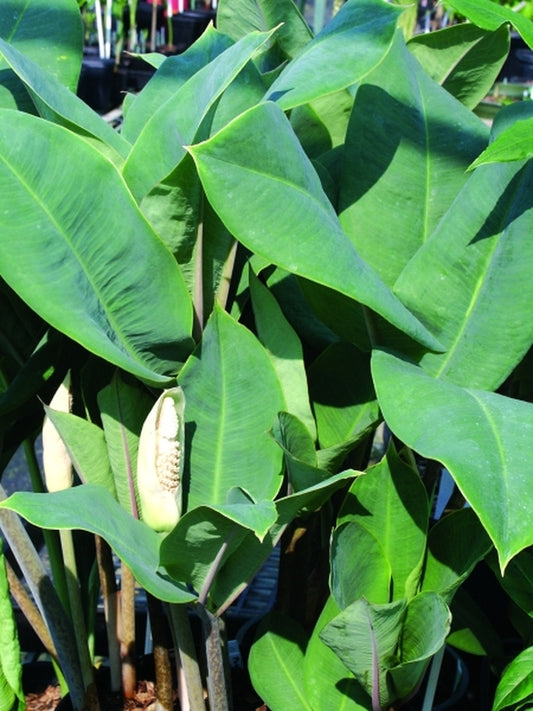 Image of Amorphophallus macrophyllus 'Bluto'|Juniper Level Botanic Gdn, NC|JLBG