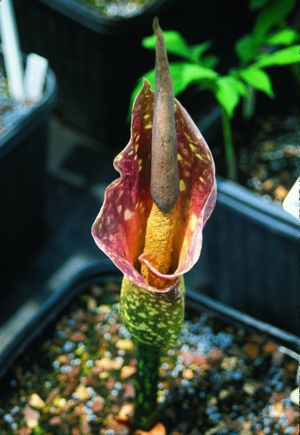 Image of Amorphophallus muelleri|Juniper Level Botanic Gdn, NC|JLBG
