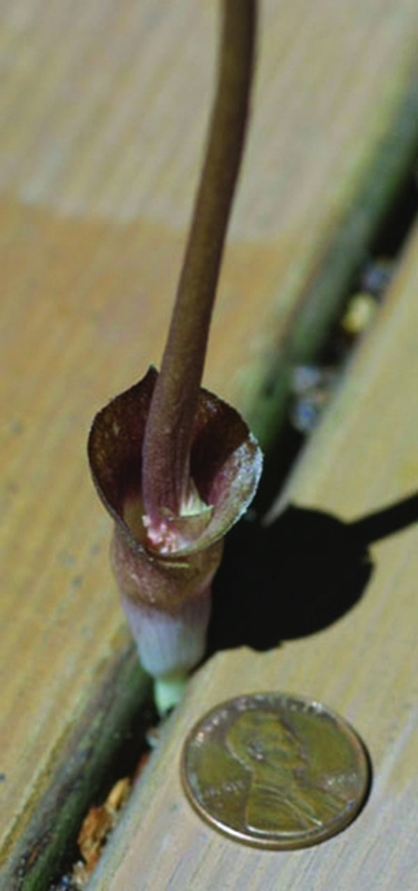 Image of Amorphophallus obscurus|A. Galloway Gdn, NC|A. Galloway