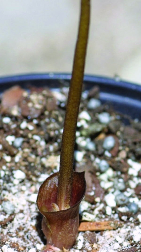 Image of Amorphophallus obscurus|A. Galloway Gdn, NC|A. Galloway