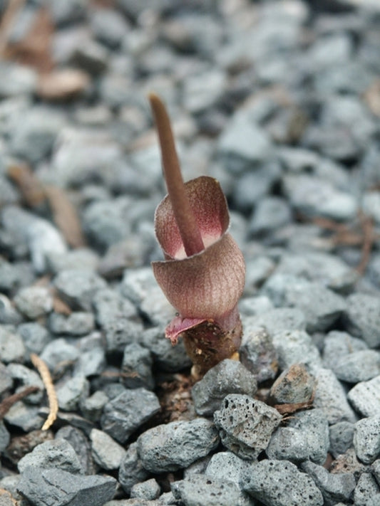 Image of Amorphophallus obscurus|Juniper Level Botanic Gdn, NC|JLBG