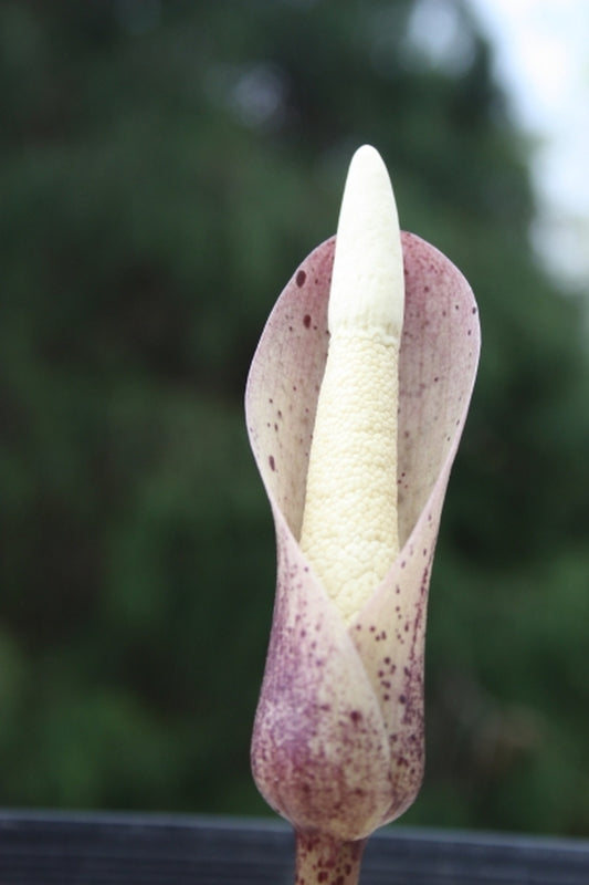 Image of Amorphophallus ochroleucus PDN #1|Juniper Level Botanic Gdn, NC|JLBG