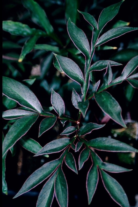 Image of Amorphophallus operculatus|Juniper Level Botanic Gdn, NC|JLBG