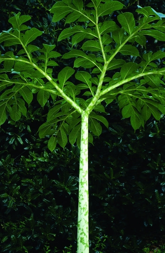 Image of Amorphophallus paeoniifolius 'Gajendra'|Juniper Level Botanic Gdn, NC|JLBG