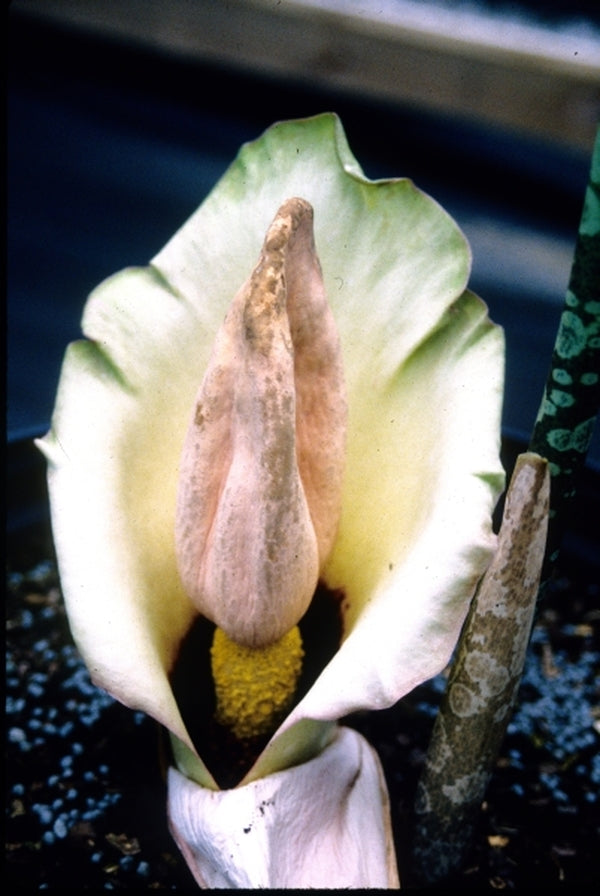 Image of Amorphophallus prainii|Juniper Level Botanic Gdn, NC|JLBG